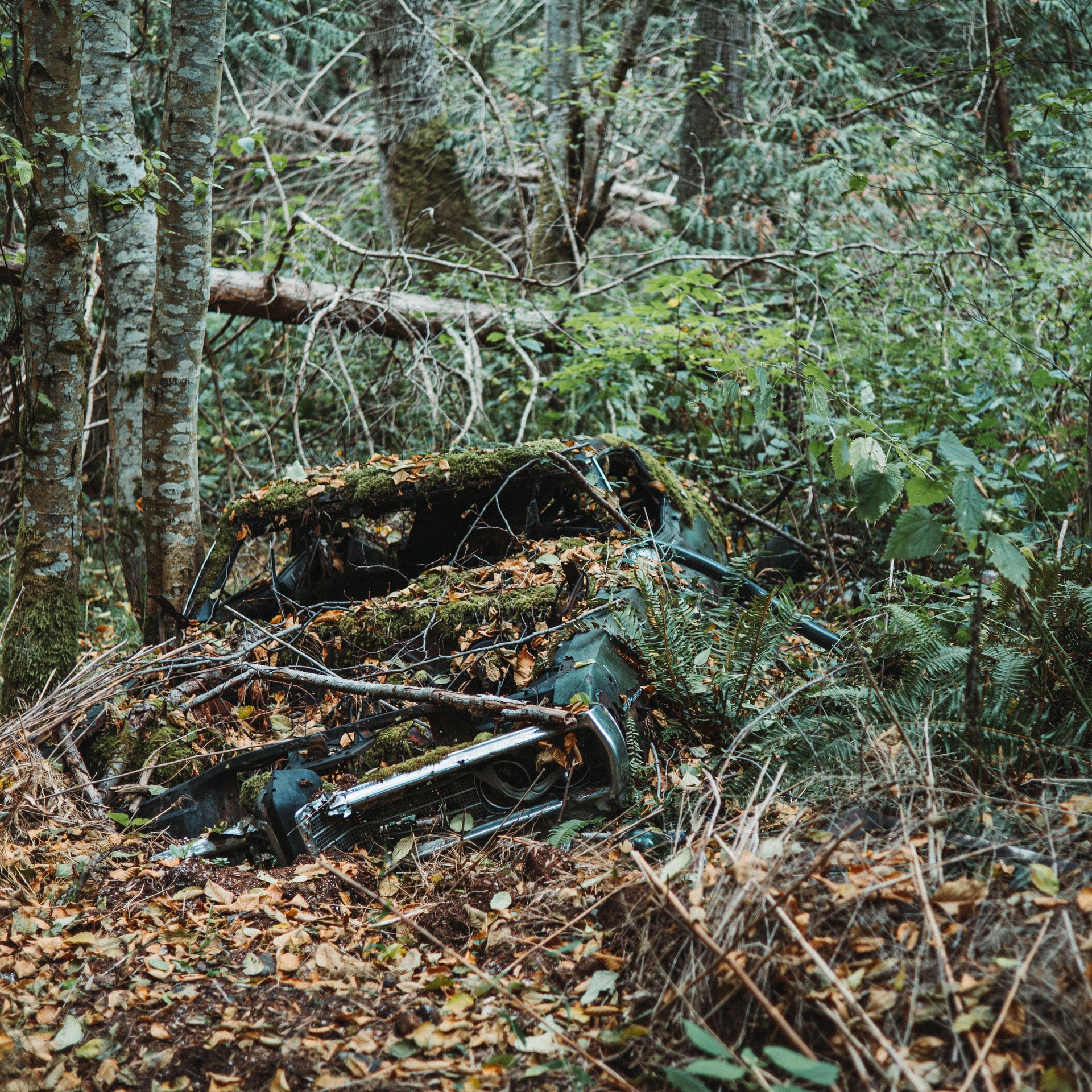 Old Broken Car in Forest Floor
